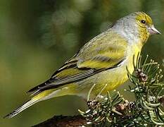 Citril Finch