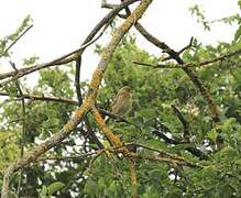 European Greenfinch