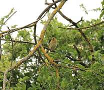 European Greenfinch