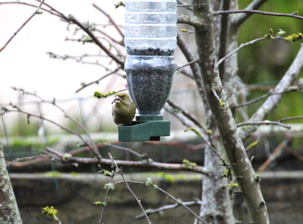 European Greenfinch