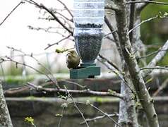 European Greenfinch