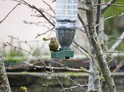 European Greenfinch