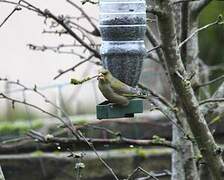 European Greenfinch