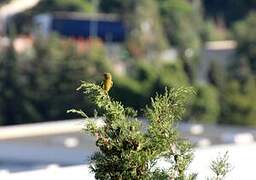 European Greenfinch