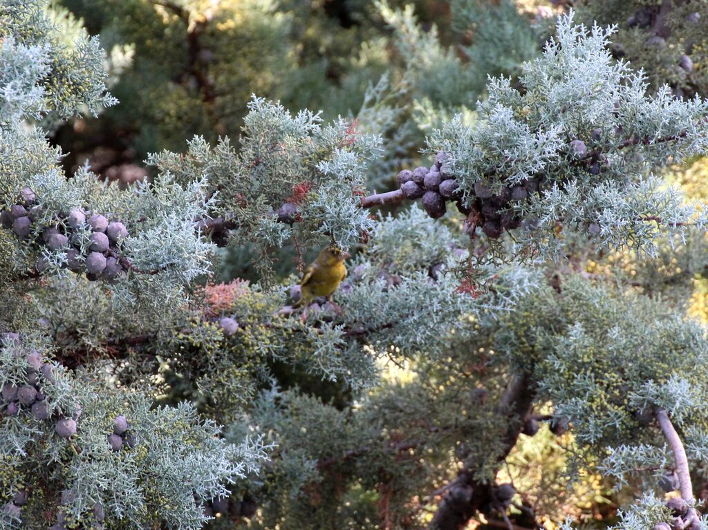 European Greenfinch