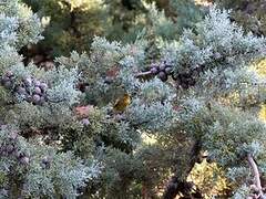 European Greenfinch