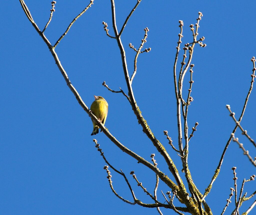 European Greenfinch