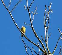 European Greenfinch