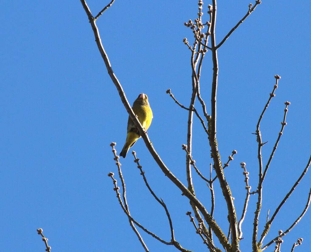 European Greenfinch