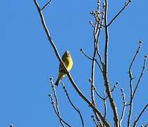 European Greenfinch