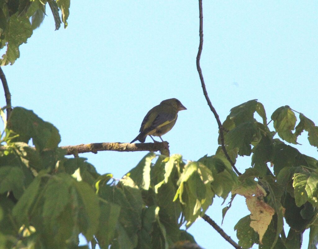 European Greenfinch