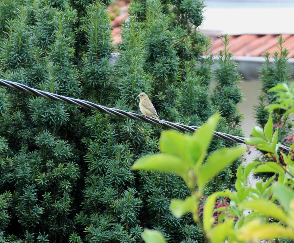 European Greenfinch