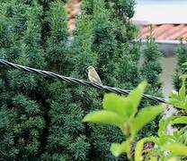 European Greenfinch