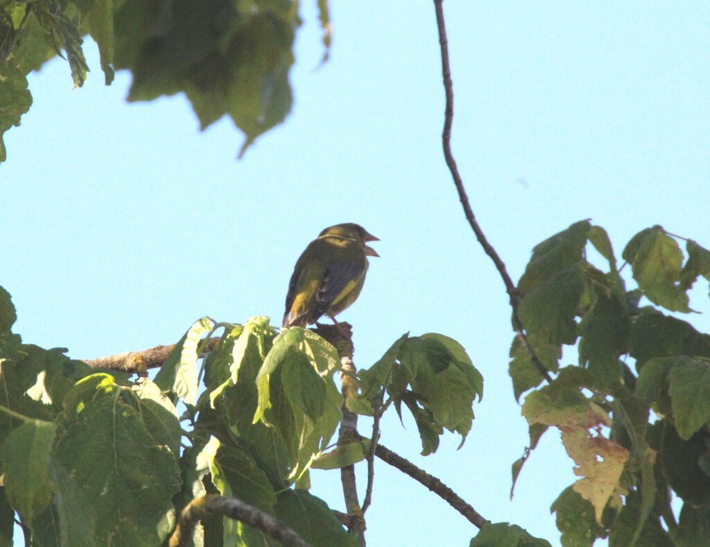 European Greenfinch