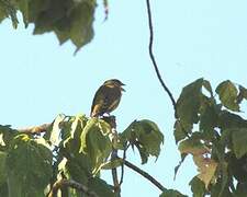 European Greenfinch