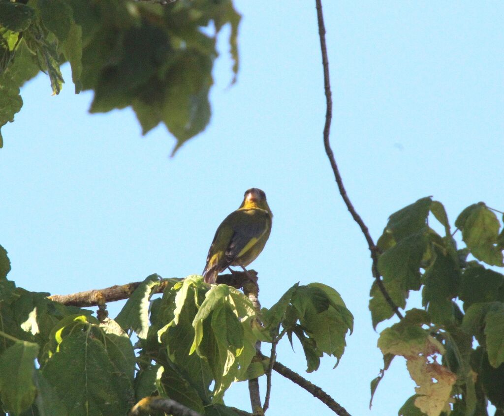 European Greenfinch