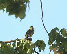 European Greenfinch