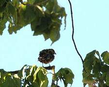 European Greenfinch