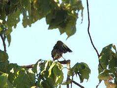 European Greenfinch