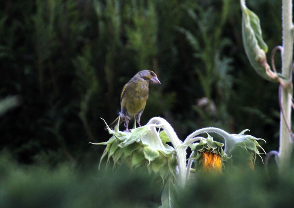 European Greenfinch