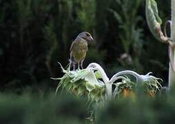 European Greenfinch