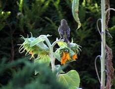 European Greenfinch