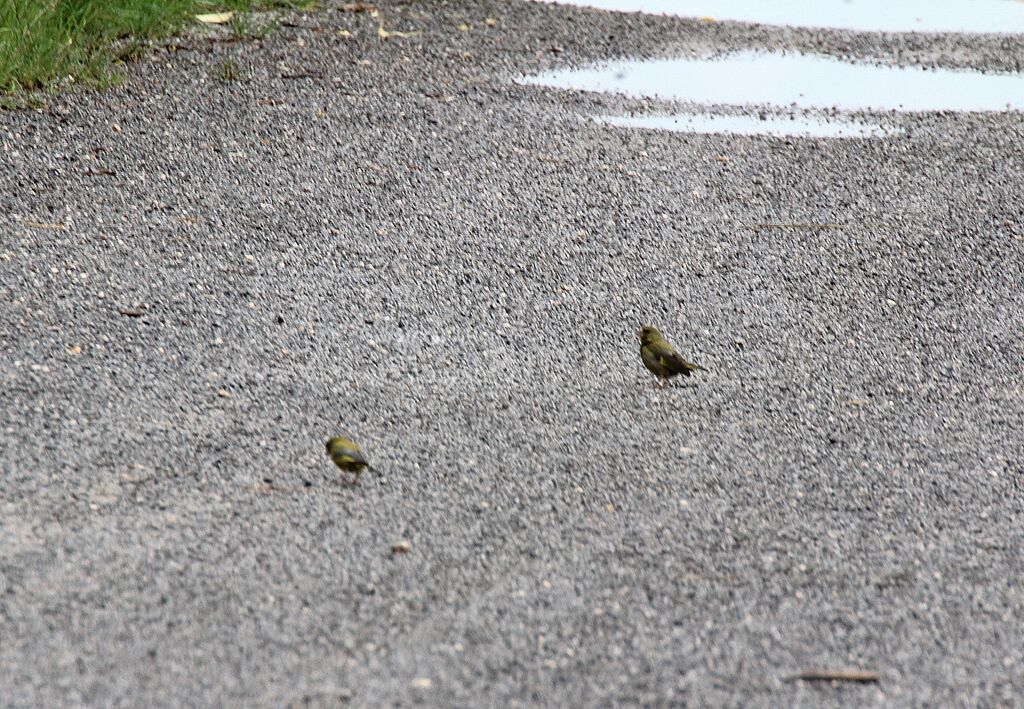 European Greenfinch