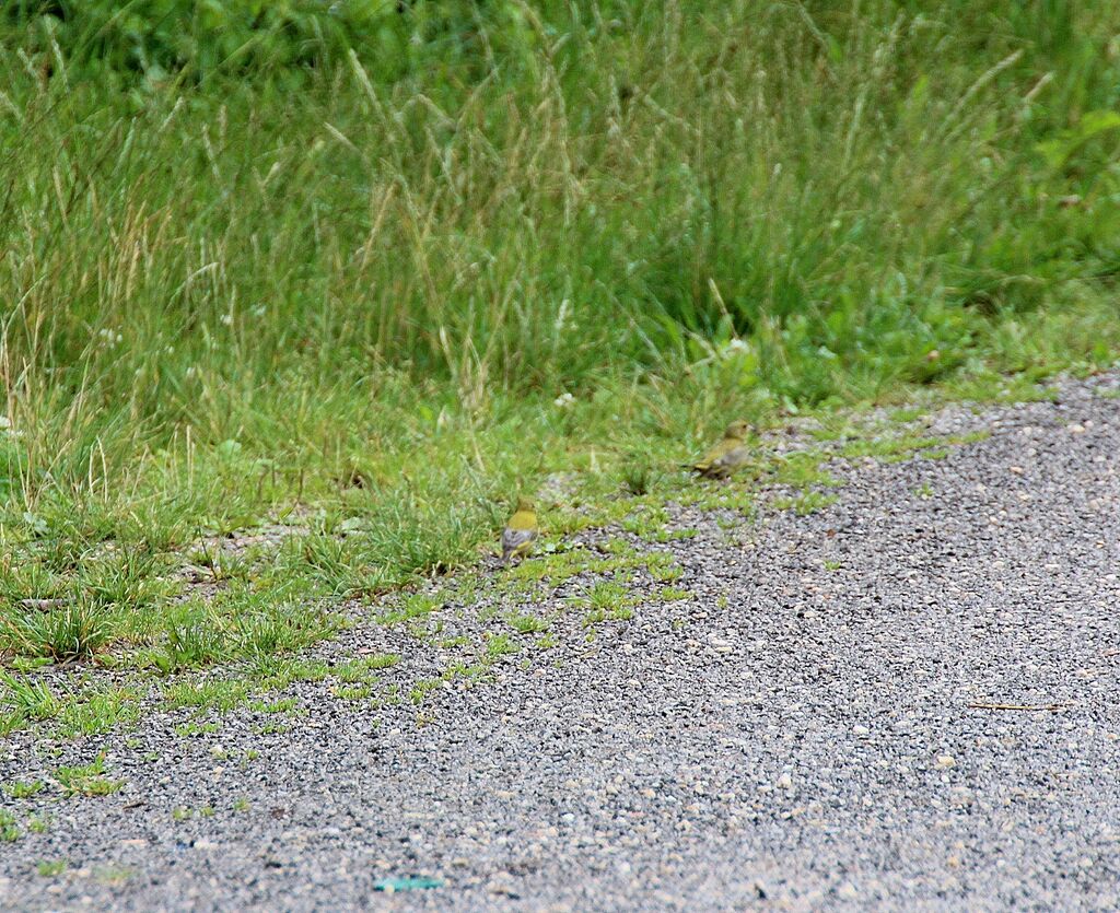 European Greenfinch