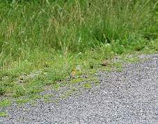 European Greenfinch