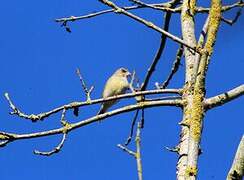 European Greenfinch