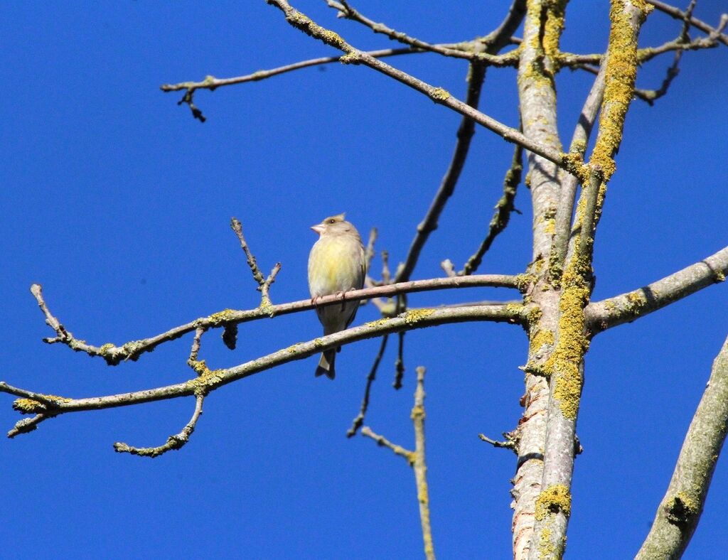 European Greenfinch