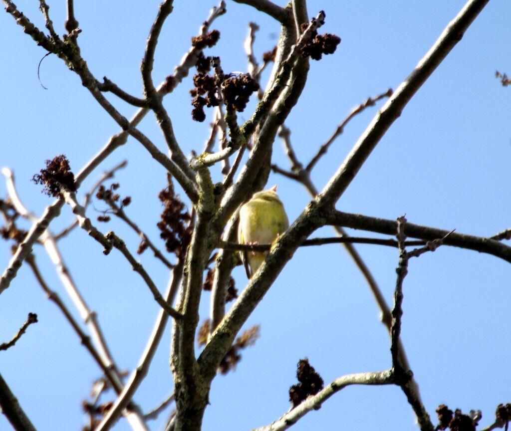 European Greenfinch