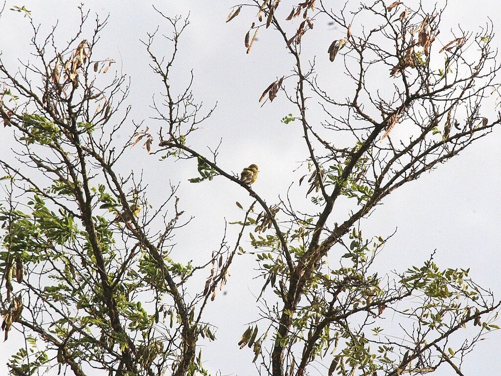 European Greenfinch