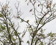 European Greenfinch