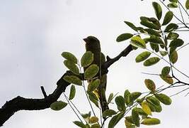 European Greenfinch