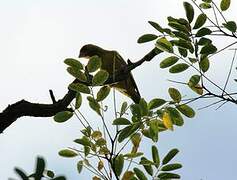 European Greenfinch