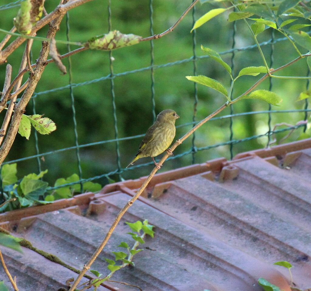 European Greenfinch