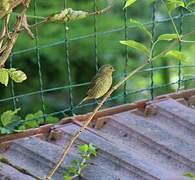 European Greenfinch