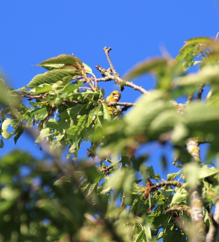 European Greenfinch