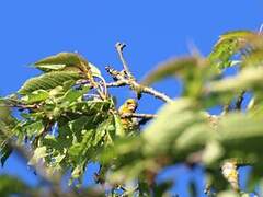 European Greenfinch