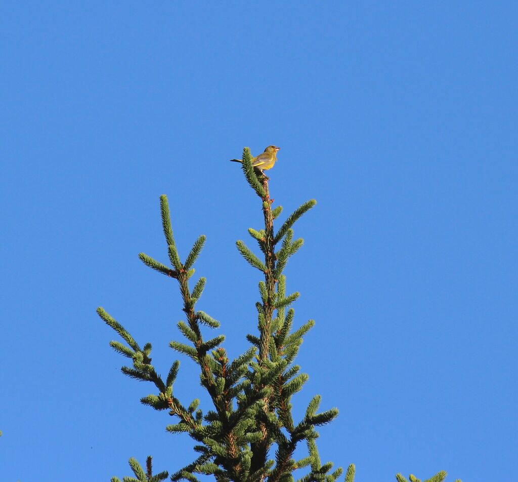 European Greenfinch