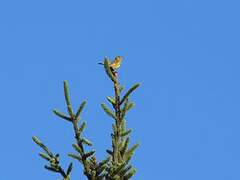 European Greenfinch