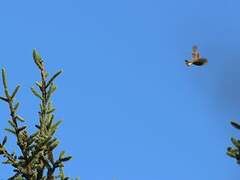 European Greenfinch