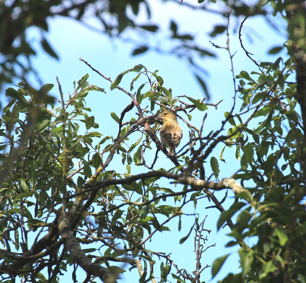 European Greenfinch