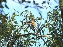 European Greenfinch