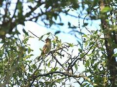 European Greenfinch