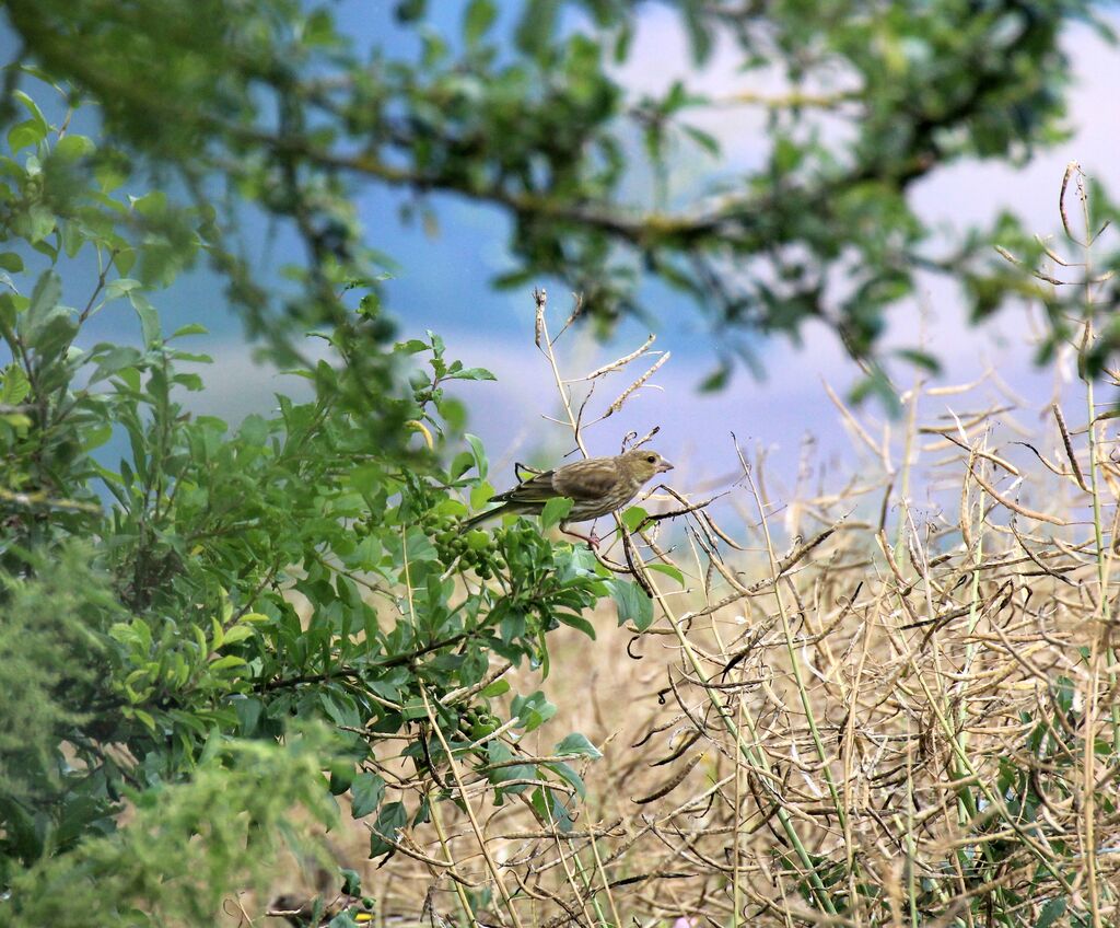 European Greenfinch