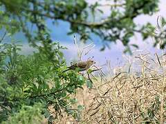 European Greenfinch