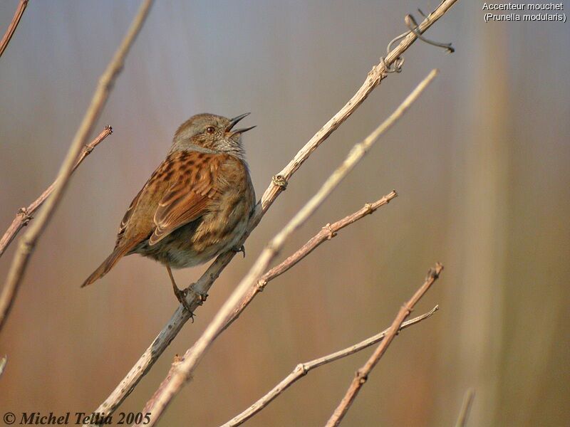 Dunnock