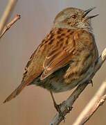 Dunnock